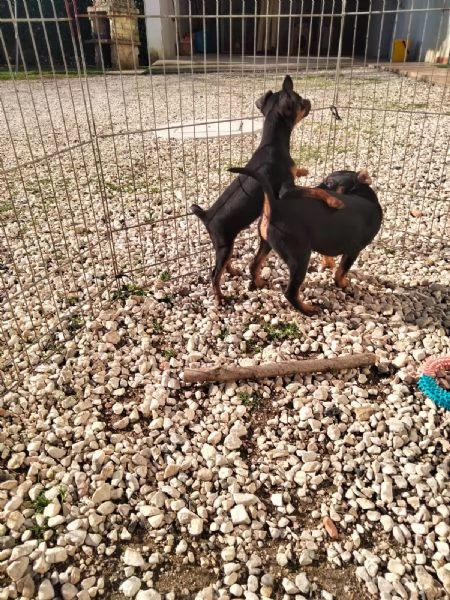 Cuccioli di Pinscher 
