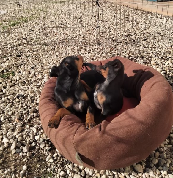 Cuccioli di Pinscher  | Foto 2