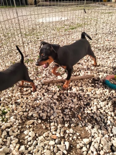 Cuccioli di Pinscher  | Foto 1