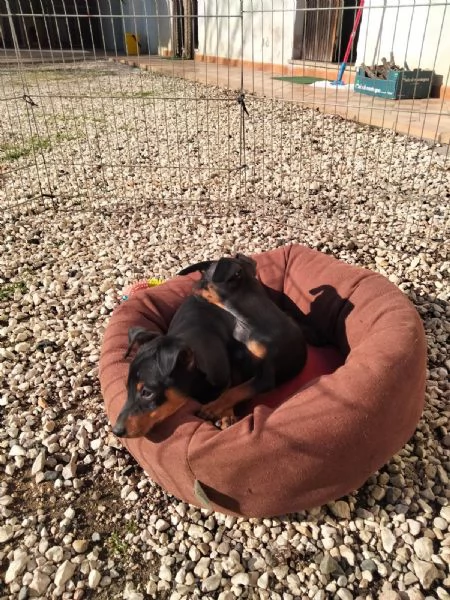 Cuccioli di Pinscher  | Foto 0