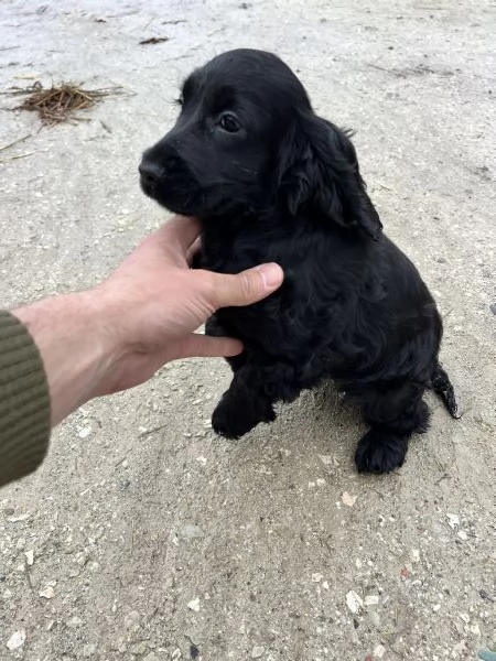 Cucciola di Cocker Spaniel  | Foto 3