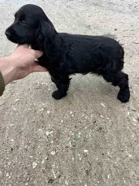 Cucciola di Cocker Spaniel  | Foto 2