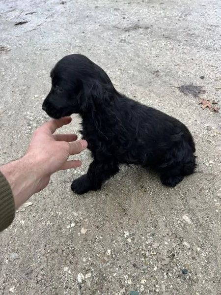 Cucciola di Cocker Spaniel  | Foto 1