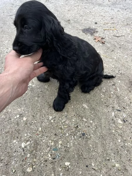 Cucciola di Cocker Spaniel  | Foto 0