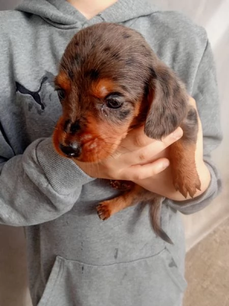 Cuccioli di Bassotto Arlecchino  | Foto 3