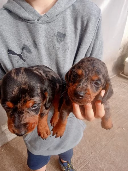 Cuccioli di Bassotto Arlecchino  | Foto 3