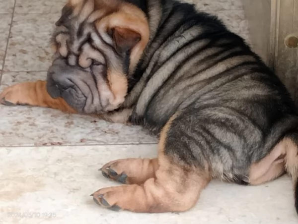 Cuccioli di Shar Pei  | Foto 6
