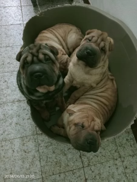 Cuccioli di Shar Pei  | Foto 2