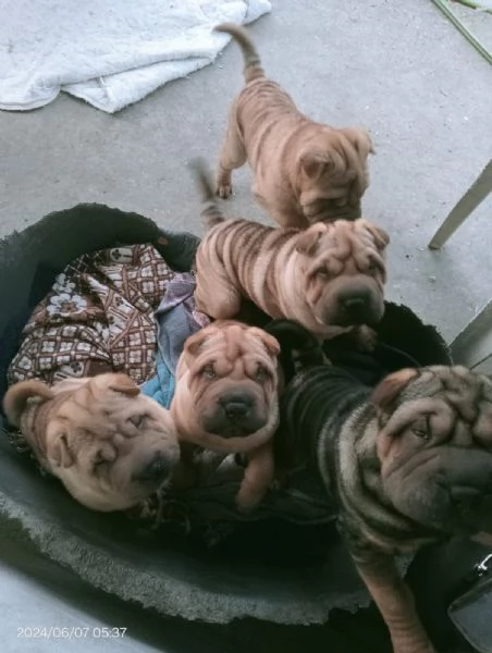 Cuccioli di Shar Pei  | Foto 1