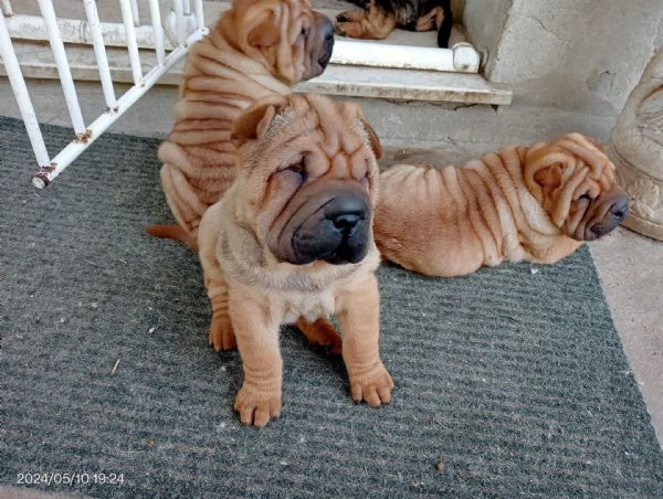 Cuccioli di Shar Pei 