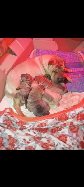 Cuccioli di Shar Pei  | Foto 0