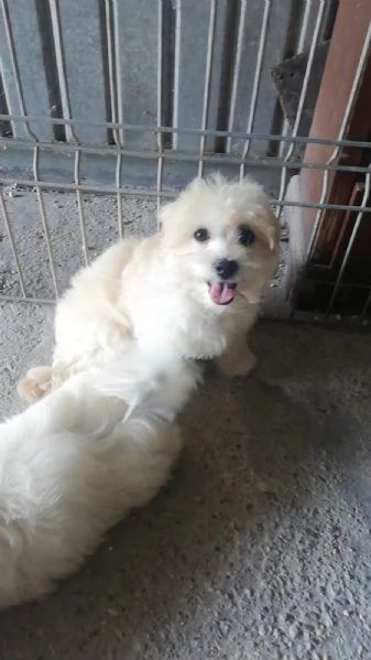 Cuccioli di Maltipoo  | Foto 2