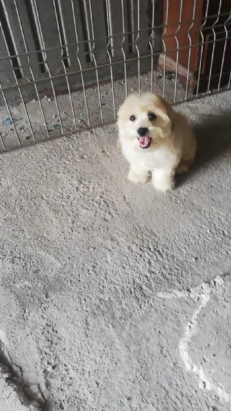 Cuccioli di Maltipoo 