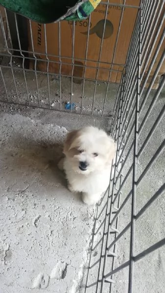 Cuccioli di Maltipoo  | Foto 1