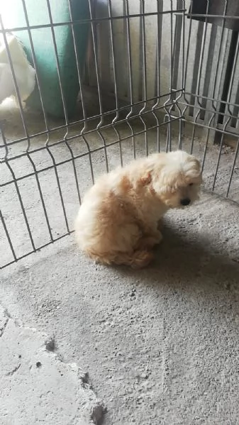 Cuccioli di Maltipoo  | Foto 0