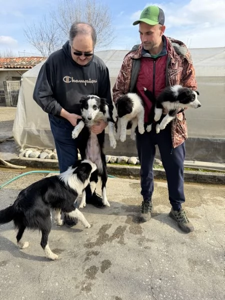 Cuccioli di Border Collie  | Foto 2