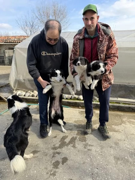 Cuccioli di Border Collie 