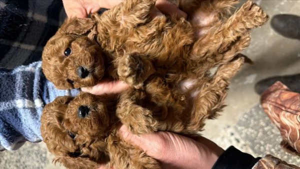 Cuccioli di Barboncino Toy Genitori Visibili 