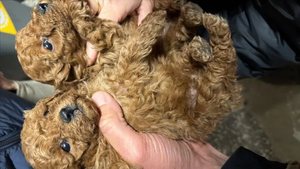 Cuccioli di Barboncino Toy Genitori Visibili  | Foto 0