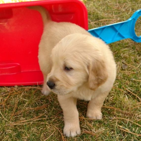 Regalo cucciolo Golden Retriever da Allevamento a regalo cuccioli di ...