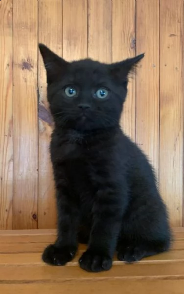 unique gattini british shorthair color molto raro | Foto 1
