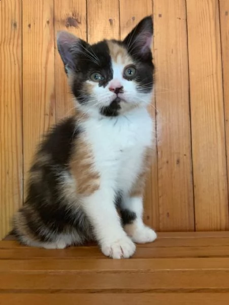 unique gattini british shorthair color molto raro