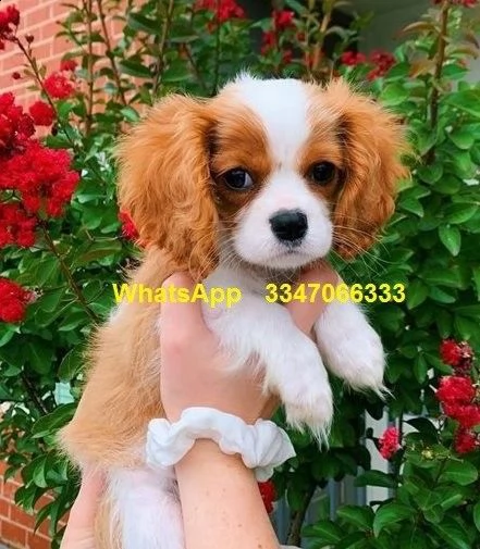 belli e sani cavalier king charles spaniel