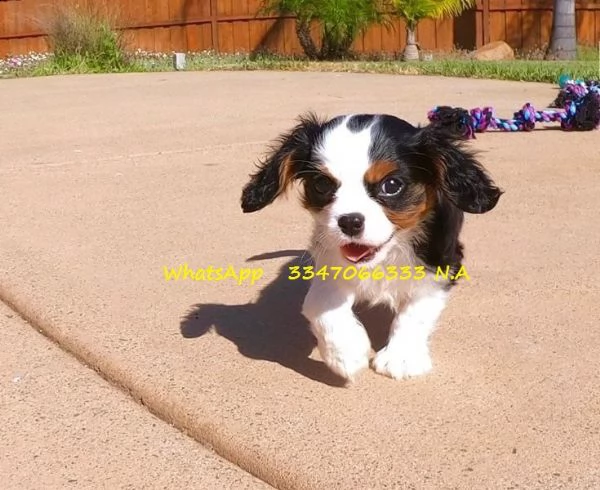 belli e sani cavalier king charles spaniel | Foto 0