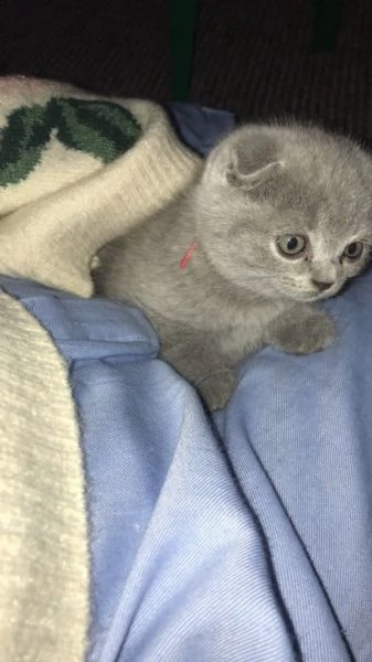 dolcissimi cuccioli di scottish fold | Foto 1