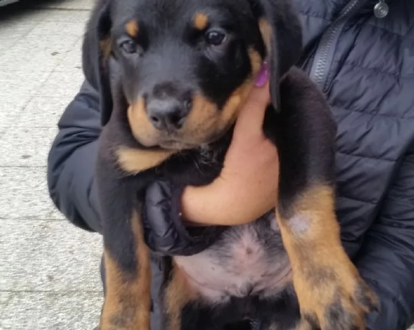 cuccioli rottweiler | Foto 0