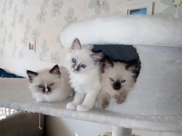 dolcissimi cuccioli ragdoll disponibili