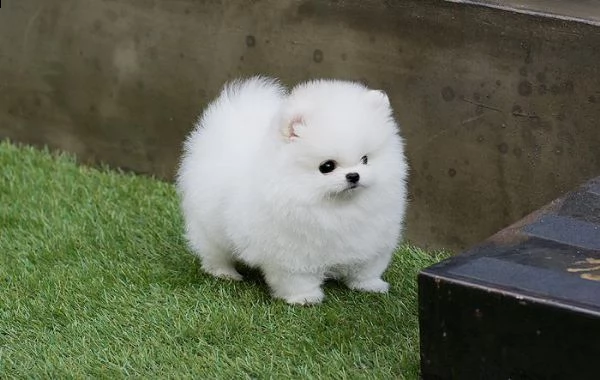 cuccioli di pomerania mini toy