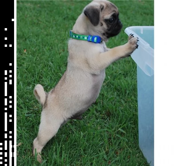 carlino cuccioli con pedigree enci
