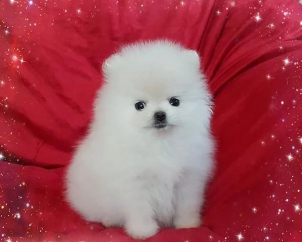 disponibile eccellente  pomerania toy di 3 mesi | Foto 2