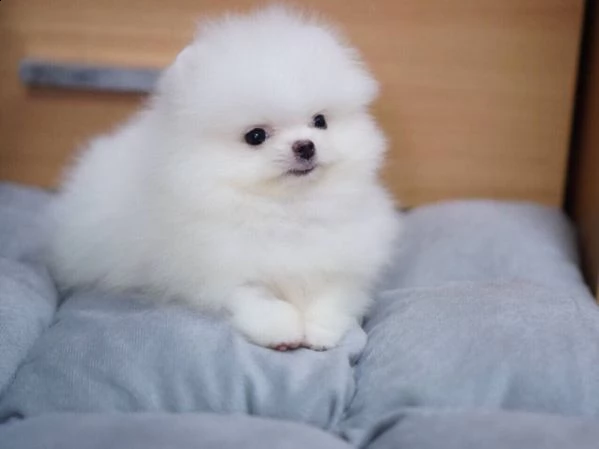 disponibile eccellente  pomerania toy di 3 mesi | Foto 1