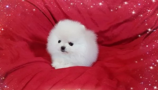 disponibile eccellente  pomerania toy di 3 mesi | Foto 0