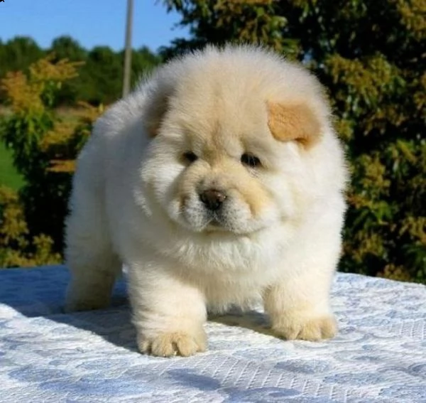 chow chow cuccioli