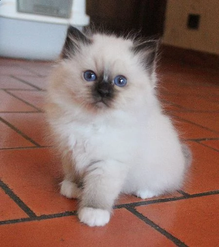 offro in regalo sacro birmani gattini con pedigree  cuccioli di  sacro birmani siamo urgentemente a