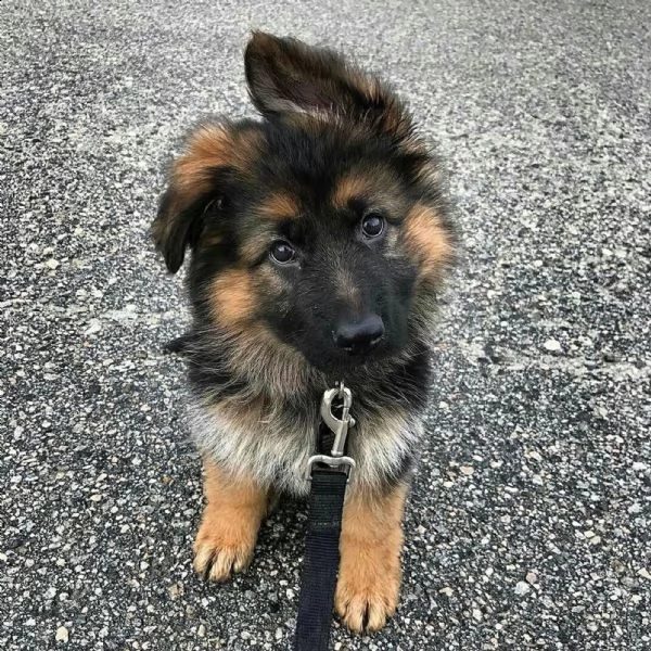 offro in adozione cucciolo 2 german sherpherd maschio e femminile  pastore tedesco  cuccioli disp
