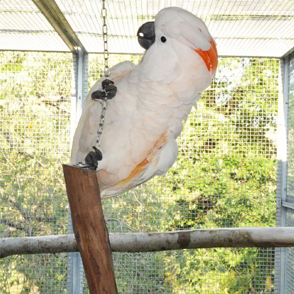 cacatua di pappagalli i ucelli di pappagalli sono disponibili per ladozione con tutte le vaccinazi