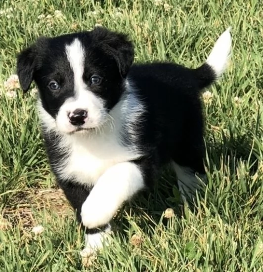 offro in adozione cucciolo border collie con pedigree  cuccioli di border collie per ladozione vi p