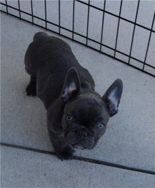 cucciola di bouledogue francese blu | Foto 0