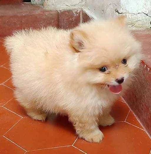 regalo  volpino pomerania mini toy 