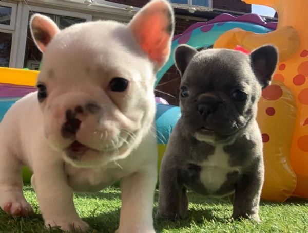 cucciolo bulldog francese