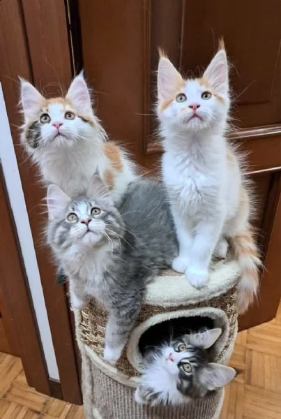 maine coon cuccioli pedigree anfi