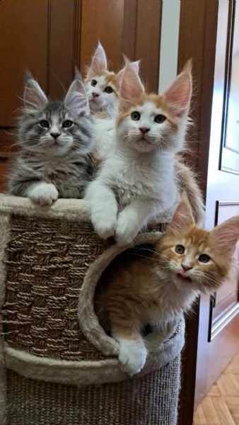 maine coon con pedigree anfi 