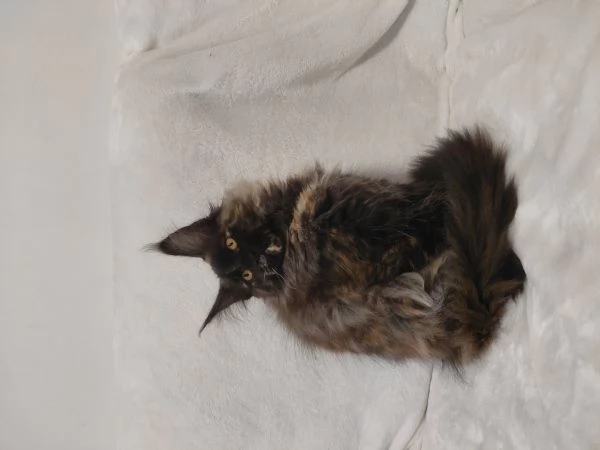 Maine coon  | Foto 0