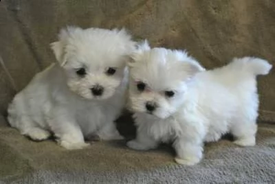 cuccioli di maltesi mini toy 