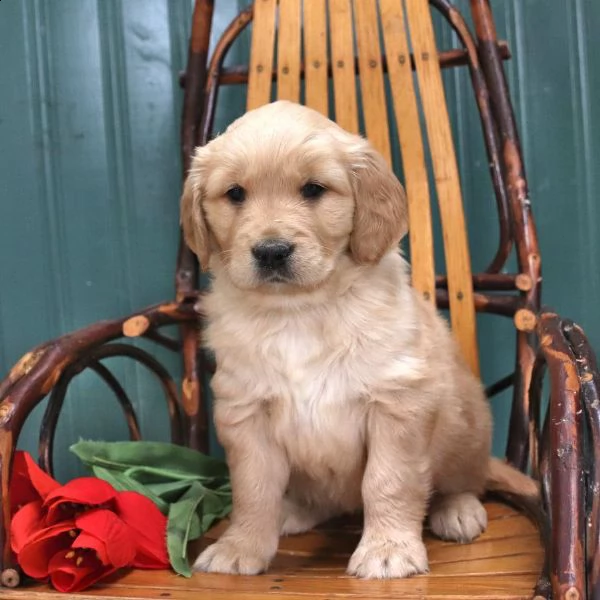 vendita cucciolo cuccioli di golden retriver 2 mesi 