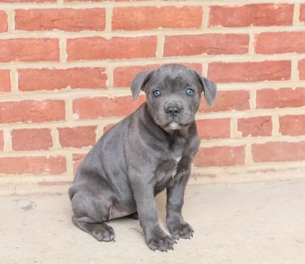 vendita cucciolo cucciole cane corso | Foto 0